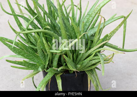 Aloe-Vera-Pflanzen in einem Topf überwuchert Stockfoto