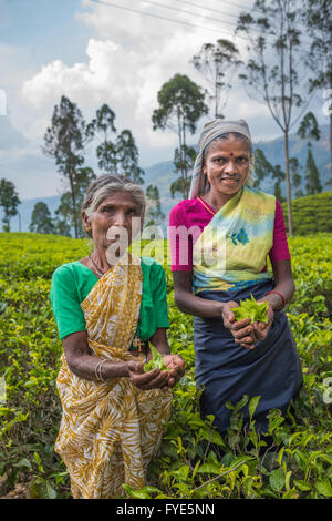 NUWARA ELIYA, SRI LANKA - 9. Februar 2016: Teepflückerinnen in Teeplantage von Nuwara Eliya, Sri Lanka Stockfoto