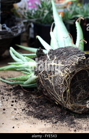 Aloe Vera Wurzeln Stockfoto