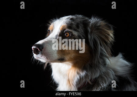 Porträt von einem Blue Merle Collie Hund mit bunten Markierungen gegen ein schwarzes Studio-Hintergrund Stockfoto