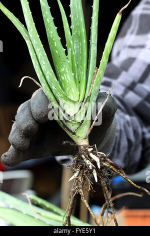 Nahaufnahme der Hand, die Aloe Vera Pflanze mit Wurzeln Stockfoto