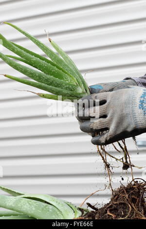 Nahaufnahme der Hand, die ausgereifte Aloe Vera Pflanze mit Wurzeln Stockfoto