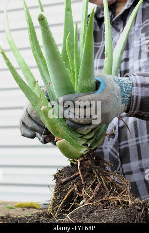 Nahaufnahme der Hand, die ausgereifte Aloe Vera Pflanze mit Wurzeln Stockfoto