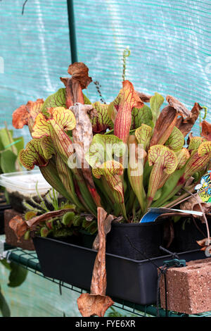 Wachsende Canivorous gelbe Kannenpflanzen - Sarracenia Purpurea im Gewächshaus Stockfoto