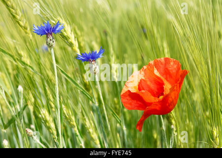 Kornblumen und roter Mohn unter Gerstenfeld Stockfoto