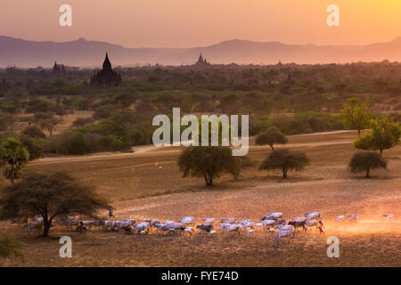 Lebensstil der Burmesen bringen Kuh- und Ziegenmilch Gruppe zu Fuß unterwegs in Bagan, Myanmar Stockfoto