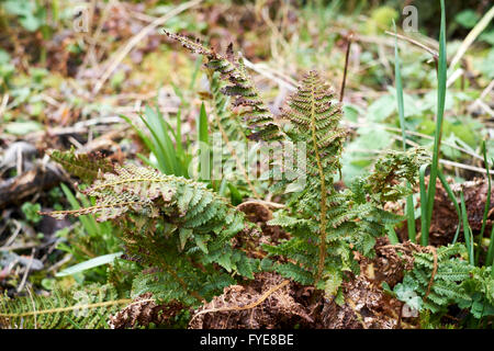 Farn Wedel entstehen in einem Frühling Blumenbeet. VEREINIGTES KÖNIGREICH. Stockfoto