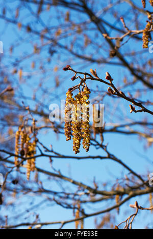 Alnus Glutinosa, Europäische Erle blühen, Finnland Stockfoto