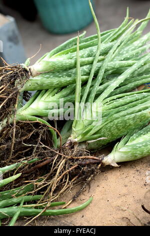 Schließen Sie einen Stapel von Aloe-Vera-Pflanzen mit Wurzeln gepflanzt werden Stockfoto