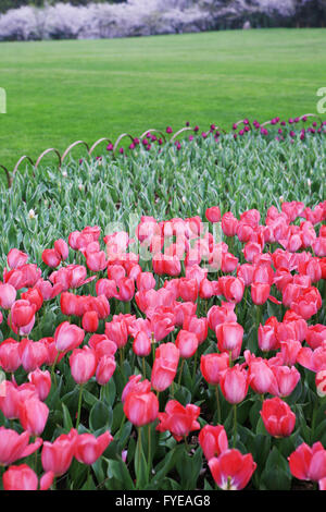 Bunte Tulpen Stockfoto