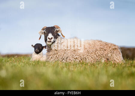 Mutter ewe swaledale Schaf mit Lamm in einem Feld. Weibliche swaledale Schafe haben Hörner. Stockfoto