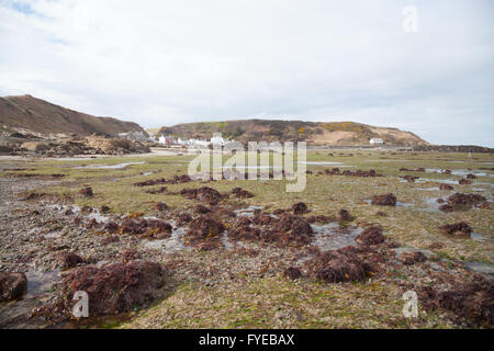 Grüne Algen und Pflanzen wachsen an einem Frühlingstag im Flachwasser bei Ebbe am Morfa Nefyn, Nefyn, Pwllheli, Stift Llyn, Wales Stockfoto