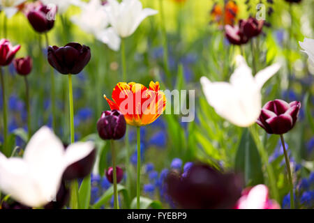 Atemberaubende Tulpen auf dem Display auf Keukenhof, Niederlande. Keukenhof ist auch bekannt als der Garten Europas und zählt zu des weltweit Stockfoto