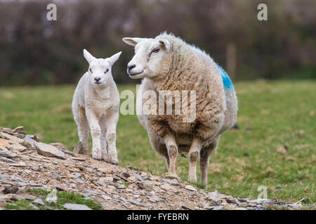 Welsh Lamb mit seiner Mama Beweidung außerhalb in einem Feld mit Gras und Schiefer. Stockfoto