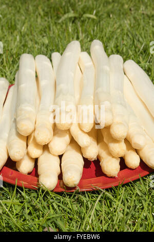 Gruppe von weißen Spargel auf einer Platte mit Gras Hintergrund platziert Stockfoto