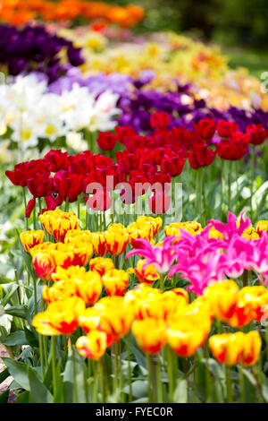 Atemberaubende Tulpen auf dem Display auf Keukenhof, Niederlande. Keukenhof ist auch bekannt als der Garten Europas und zählt zu des weltweit Stockfoto