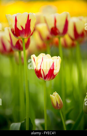 Atemberaubende Tulpen auf dem Display auf Keukenhof, Niederlande. Keukenhof ist auch bekannt als der Garten Europas und zählt zu des weltweit Stockfoto