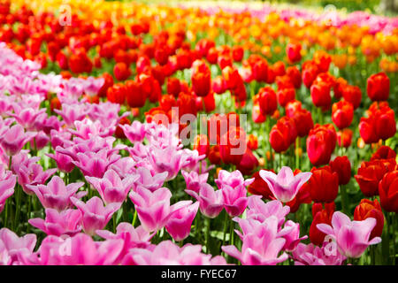 Atemberaubende Tulpen auf dem Display auf Keukenhof, Niederlande. Keukenhof ist auch bekannt als der Garten Europas und zählt zu des weltweit Stockfoto