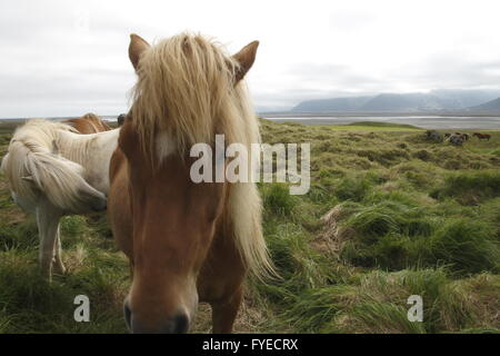 Islandpferde. Stafafell Bauernhof Stockfoto