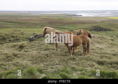 Islandpferde. Stafafell Bauernhof Stockfoto