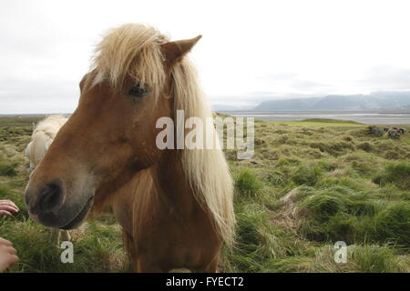 Islandpferde. Stafafell Bauernhof Stockfoto