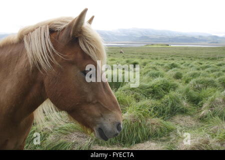 Islandpferde. Stafafell Bauernhof Stockfoto