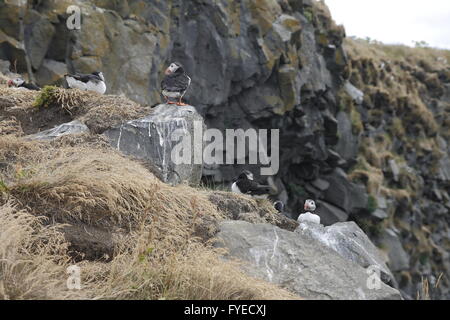 Papageitaucher (Fratercula Arctica) Stockfoto