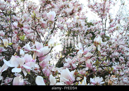 Magnolien-Garten in Blüte im Frühjahr Stockfoto
