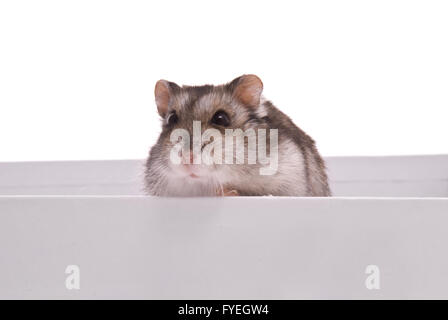 Zwerg-Hamster in Box auf einem weißen Hintergrund Stockfoto