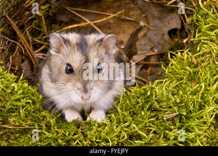 kleine Zwerg-hamster Stockfoto