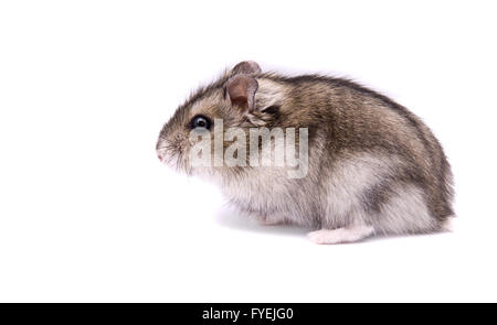 kleine Hamster auf weißem Hintergrund Stockfoto