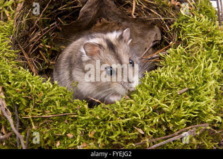 kleine hamster Stockfoto