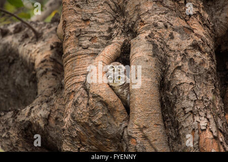 Gefleckte Owlet, Athene Brama, Leben in ihrer Heimat hohlen Baum Natur Stockfoto