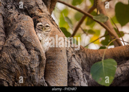 Gefleckte Owlet, Athene Brama, Leben in ihrer Heimat hohlen Baum Natur Stockfoto