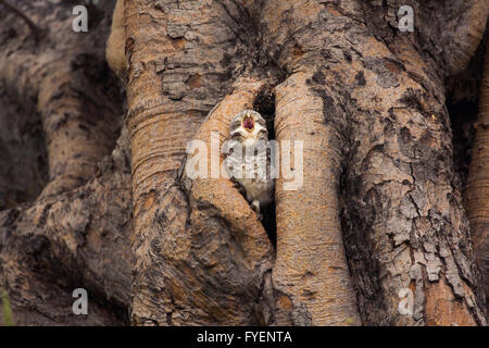 Gefleckte Owlet, Athene Brama, Leben in ihrer Heimat hohlen Baum Natur Stockfoto