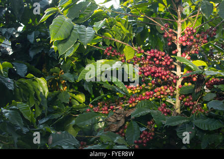 Reife Kaffeebohnen auf Baum im Hof Stockfoto