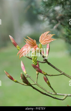 Acer Pseudoplatanus. Ahorn Baum Blätter entstehen im Frühjahr. UK Stockfoto