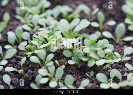 Antirrhinum Daumesdick. Löwenmaul Sämlinge in einem Anzuchtkasten Stockfoto