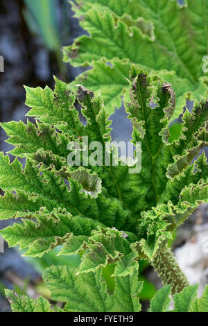 Gunnera Tinctoria, Riesen-Rhabarber-Blatt in den Schwellenländern im Frühjahr Stockfoto