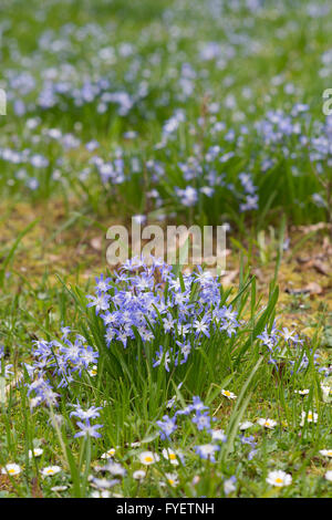Chionodoxa Forbesii 'Blue'. Herrlichkeit der schneeblumen in Evenley Holz Gärten. Northamptonshire, England Stockfoto