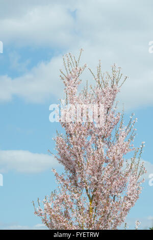 Prunus Pendel Ascendens Rosea. Kirschbaum mit Blüte im RHS Wisley Gardens, Surrey, England Stockfoto