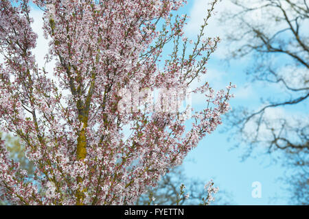 Prunus Pendel Ascendens Rosea. Kirschbaum mit Blüte im RHS Wisley Gardens, Surrey, England Stockfoto