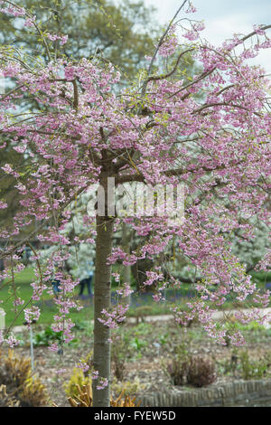 Prunus Subhirtella Pendel Plena Rosea. Weinende Kirschbaum mit Blüte im RHS Wisley Gardens, Surrey, England Stockfoto