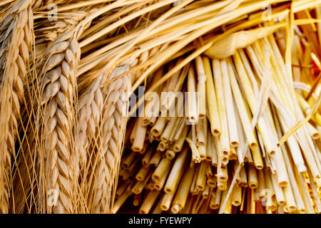 Garbe von Gerste auf dem Schreibtisch aus Holz Stockfoto