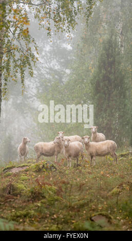 Schafe an einem nebligen Morgen, Smaland / Småland, Schweden. Skandinavien. Stockfoto