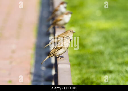 Junge Neugierige Gruppe Spatzen Stockfoto