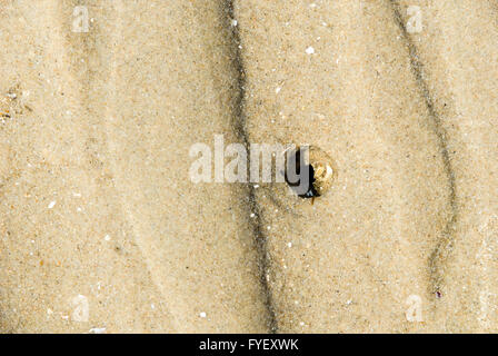 Graben von einem Lug Wurm am Strand von Rømø, Dänemark Stockfoto