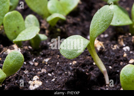 kleine Pflanze Makroaufnahme Stockfoto