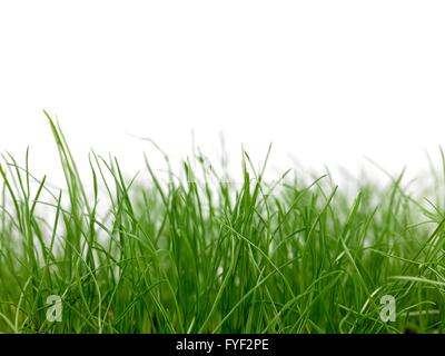 Grün Siolated auf weißem Hintergrund Stockfoto