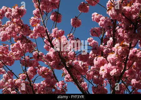 rosa Blüten von einem Kirschbaum in Bonn, Deutschland Stockfoto